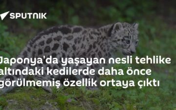 kısa kuyruklu kediler