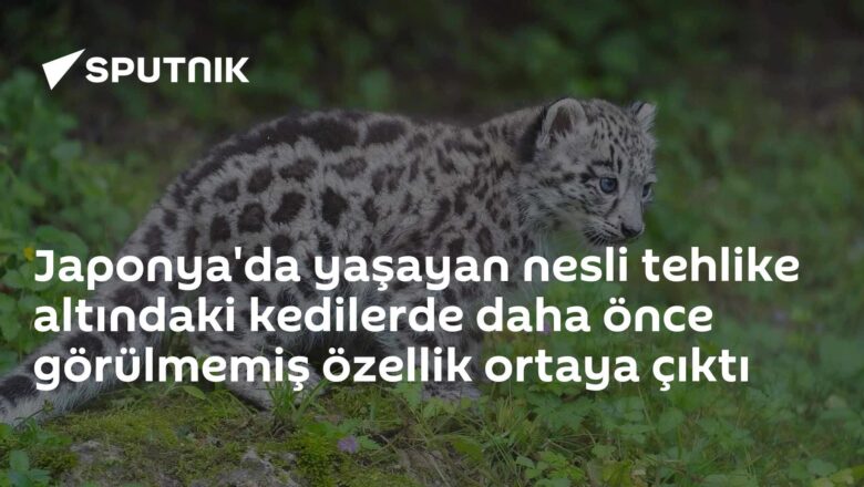 kısa kuyruklu kediler